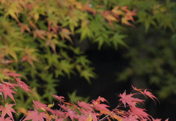 箕面の秋-6.png